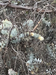 Eucalyptus pulverulenta