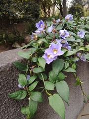 Thunbergia grandiflora