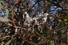 Manorina melanocephala