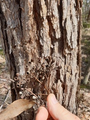 Eucalypteae