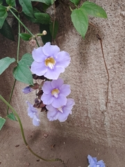 Thunbergia grandiflora