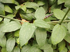 Thunbergia grandiflora