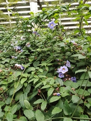 Thunbergia grandiflora