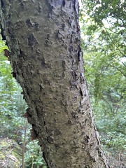 Bursera roseana