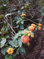 Lantana camara