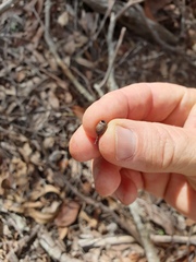 Corymbia trachyphloia