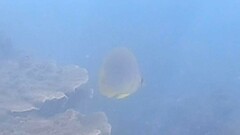 Chaetodon aureofasciatus