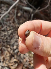 Corymbia trachyphloia