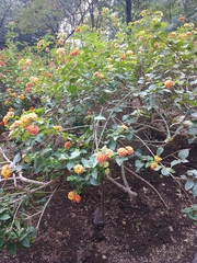 Lantana camara