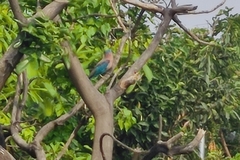 Coracias benghalensis