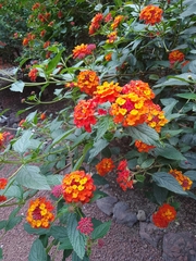 Lantana camara