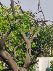 Coracias benghalensis