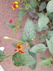 Lantana camara