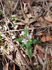 Pseuderanthemum variabile