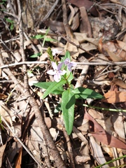 Pseuderanthemum variabile