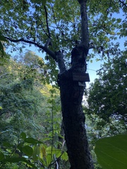 Bursera roseana