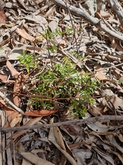 Acrotriche aggregata