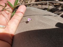 Glycine tabacina