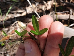 Glycine tabacina