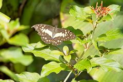 Papilio demoleus malayanus