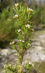 Ozothamnus thyrsoideus