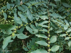 Bridelia tomentosa