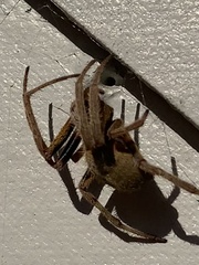 Eriophora ravilla