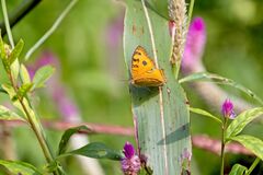 Junonia almana javana
