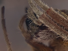 Eriophora ravilla