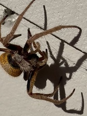 Eriophora ravilla
