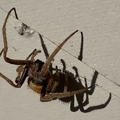 Eriophora ravilla