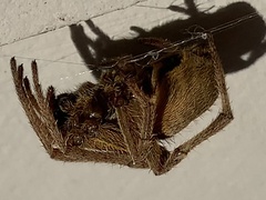 Eriophora ravilla