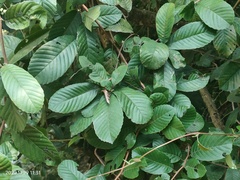 Tetracera indica