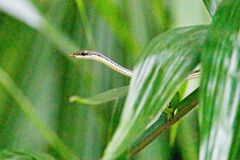 Dendrelaphis pictus