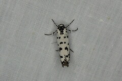 Ethmia anthracopis