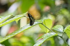 Graphium agamemnon agamemnon