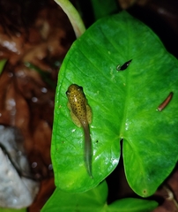 Rhacophorus malabaricus