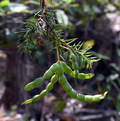 Acacia ulicifolia