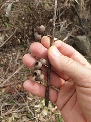 Eucalyptus pilularis