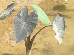Colocasia