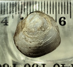 Austriella corrugata