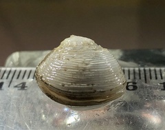 Austriella corrugata