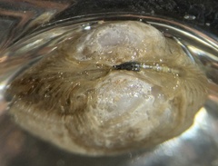 Austriella corrugata