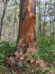Eucalyptus