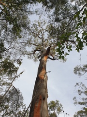 Eucalyptus