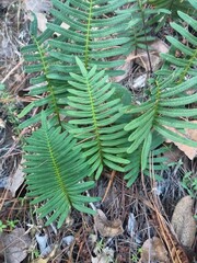 Polypodioideae