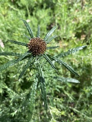 Euchiton
