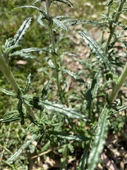 Euchiton