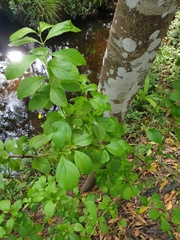 Duranta erecta