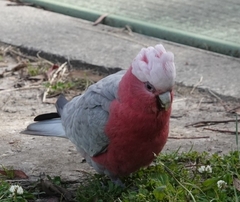 Eolophus roseicapilla albiceps